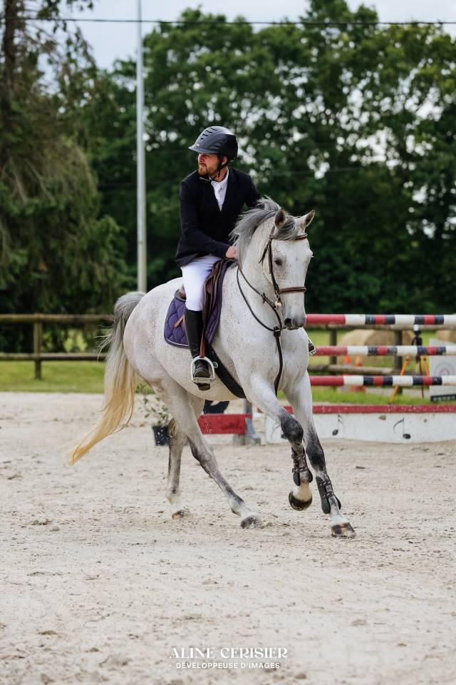Gelding Selle Fran&ccedil;ais For sale 2019 Grey