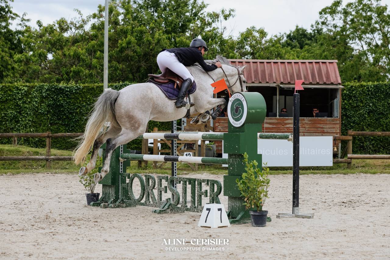 Gelding Selle Fran&ccedil;ais For sale 2019 Grey