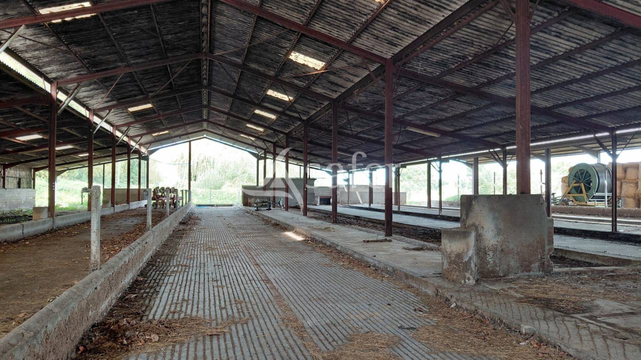 Sheep farm  Vienne