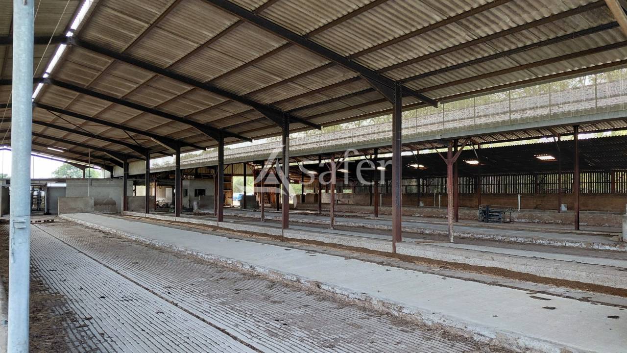 Sheep farm  Vienne