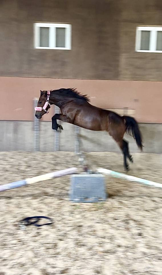 Mare No Origin Recorded For sale 2022 Dark Bay