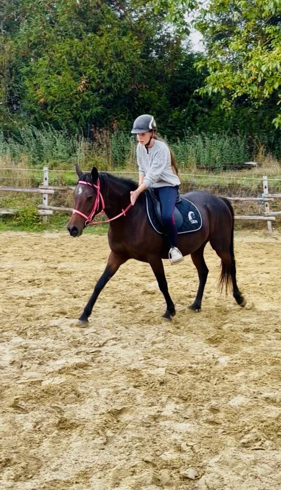 Mare No Origin Recorded For sale 2022 Dark Bay