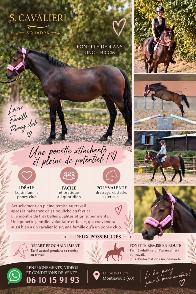 Mare No Origin Recorded For sale 2022 Dark Bay