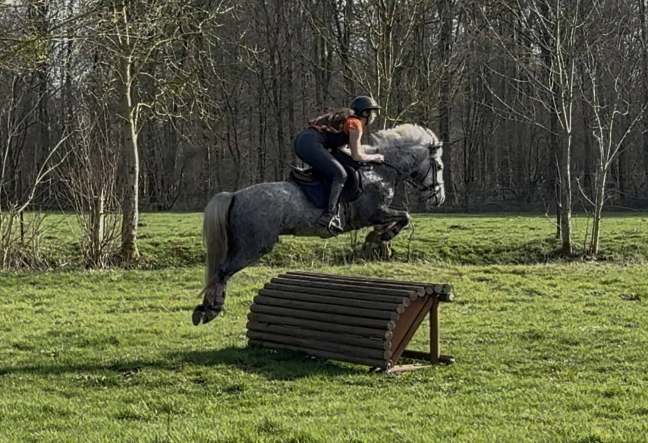 Gelding Connemara For loan 2022 Grey