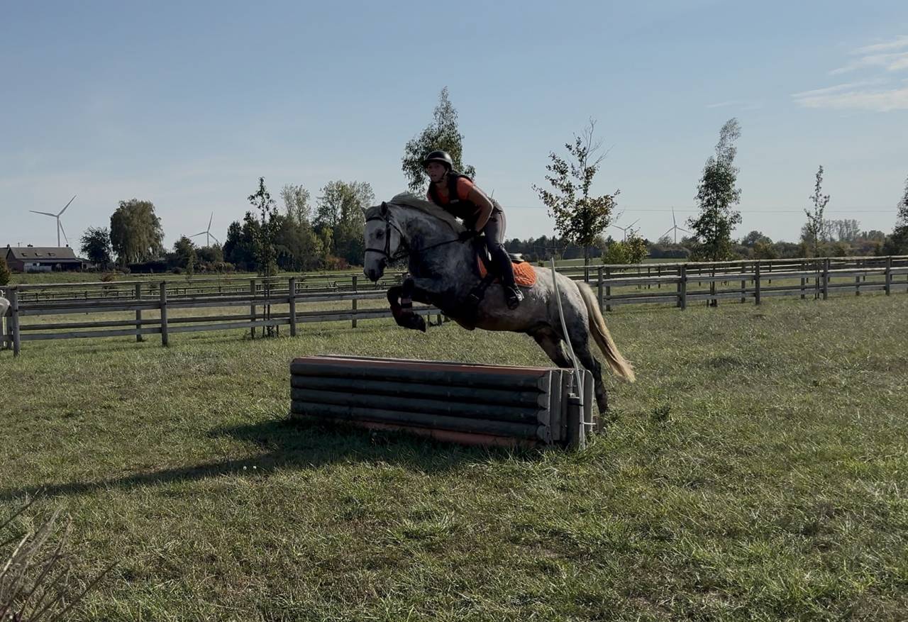 Gelding Connemara For loan 2022 Grey