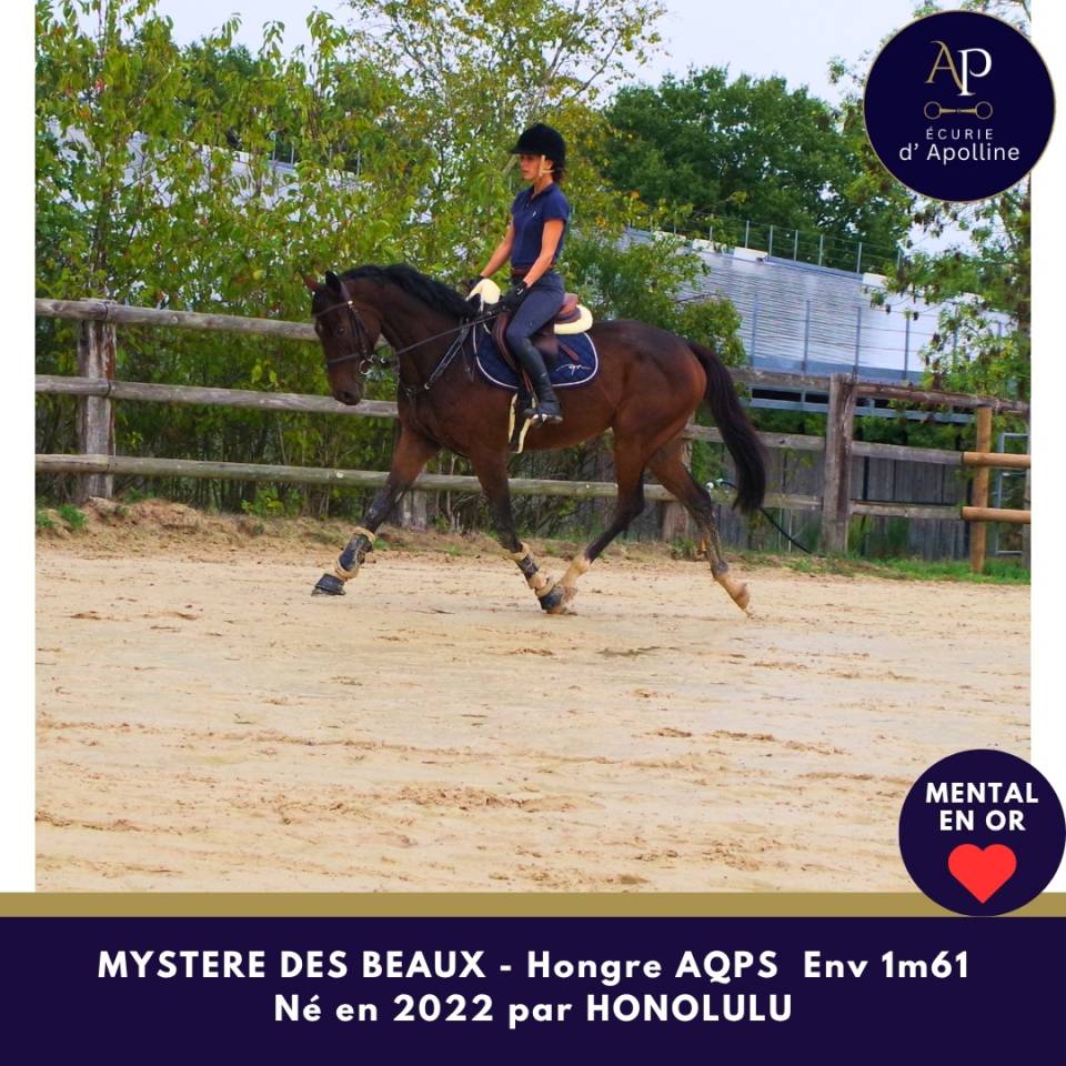 Gelding AQPS For sale 2022 Bay
