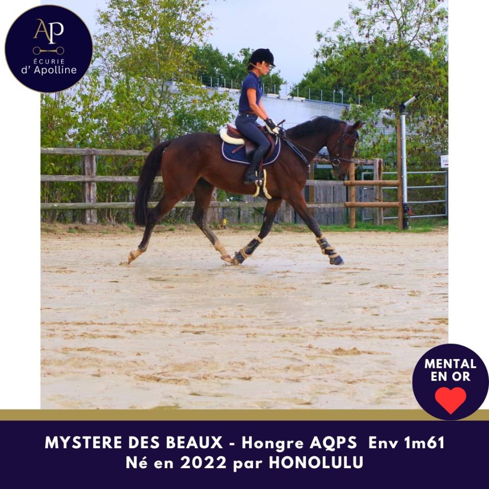 Gelding AQPS For sale 2022 Bay
