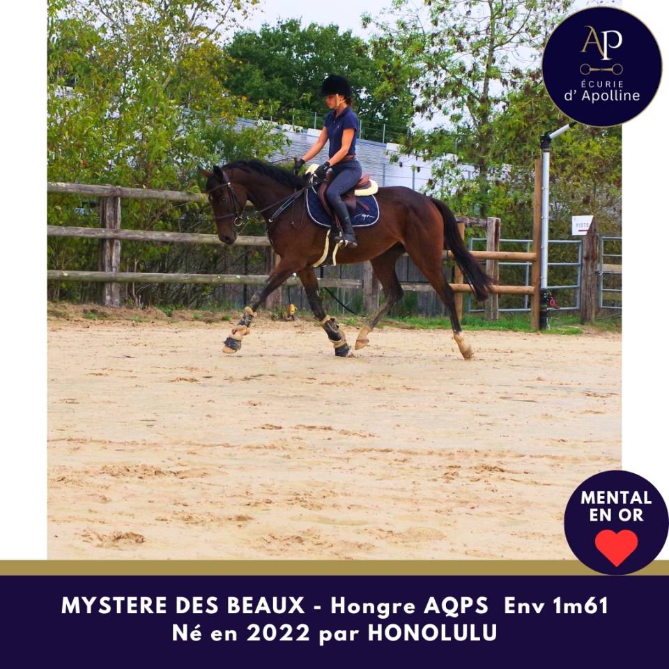 Gelding AQPS For sale 2022 Bay