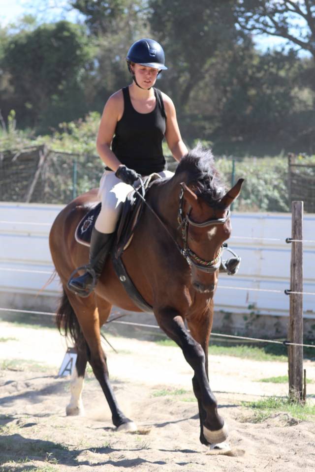 Gelding AES Anglo European Studbook For sale 2021 Bay