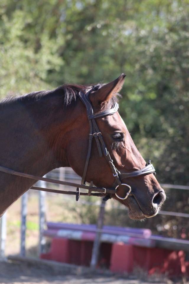 Gelding AES Anglo European Studbook For sale 2021 Bay