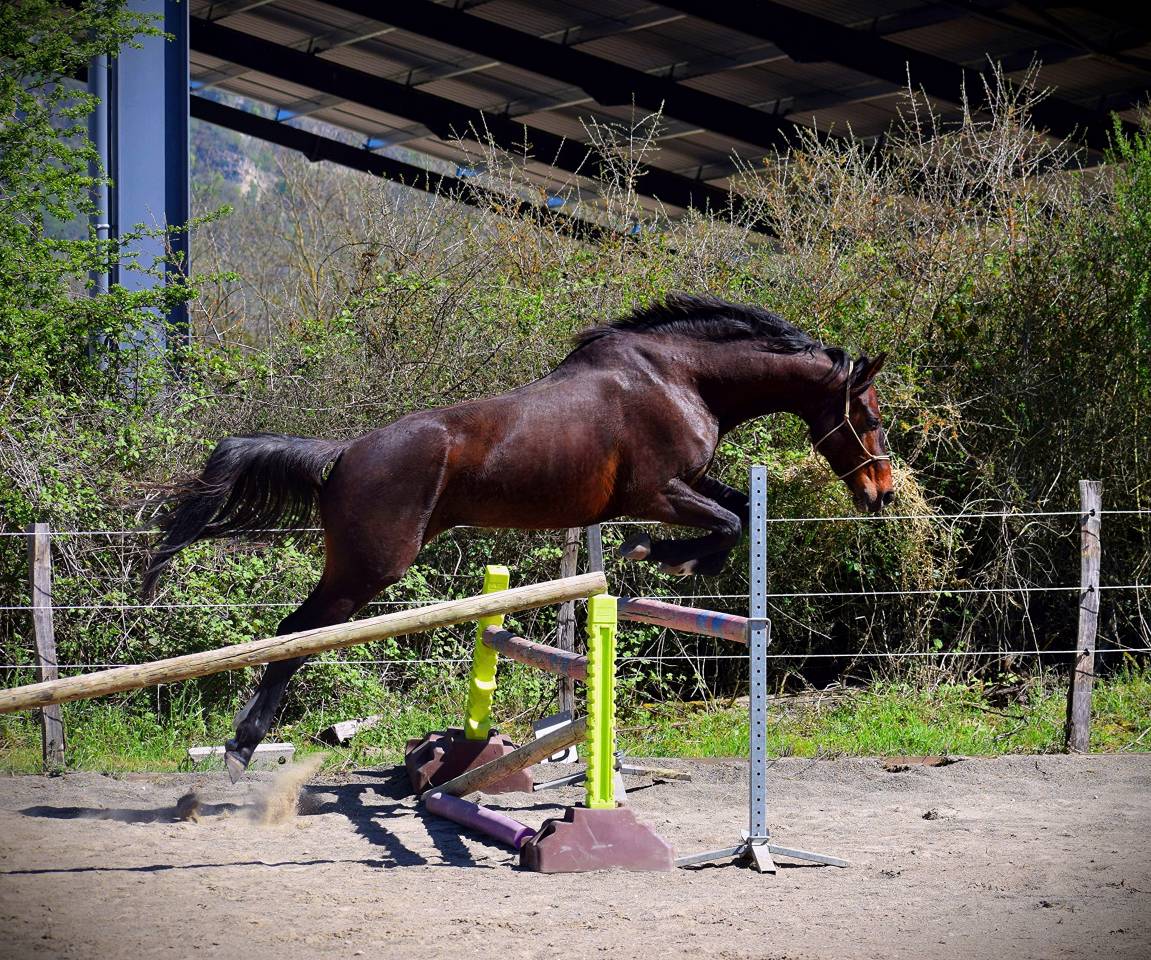 Gelding AES Anglo European Studbook For sale 2021 Bay