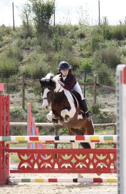 Gelding French Saddle Pony For sale 2020 Coloured