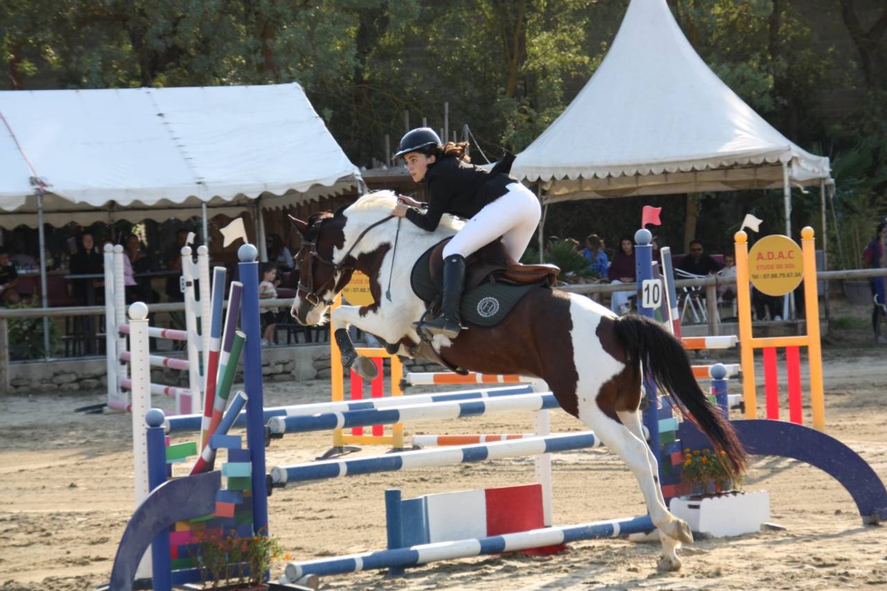 Gelding French Saddle Pony For sale 2020 Coloured