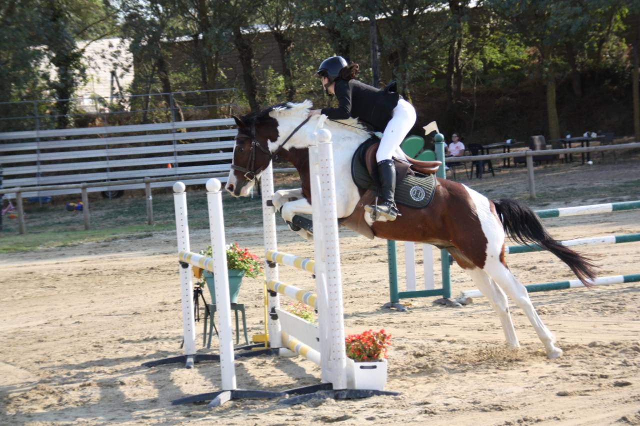 Gelding French Saddle Pony For sale 2020 Coloured
