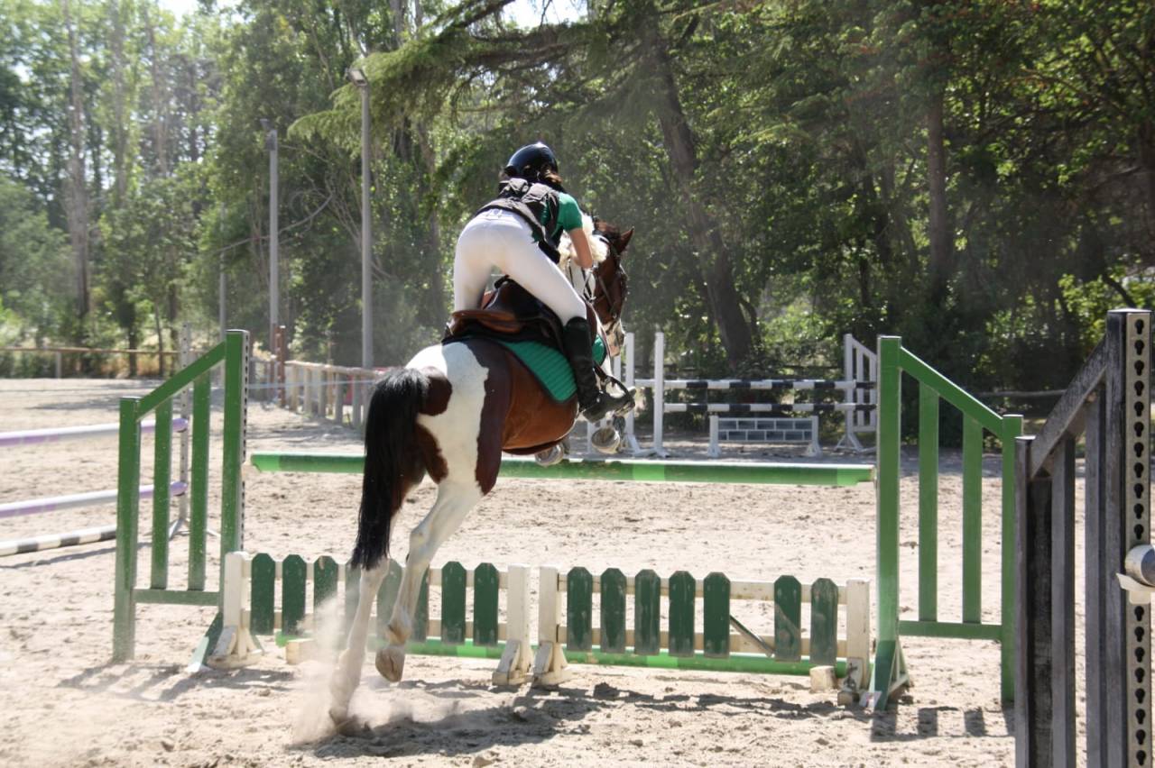 Gelding French Saddle Pony For sale 2020 Coloured
