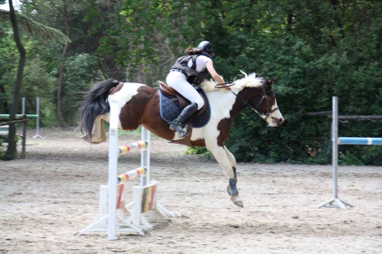 Gelding French Saddle Pony For sale 2020 Coloured