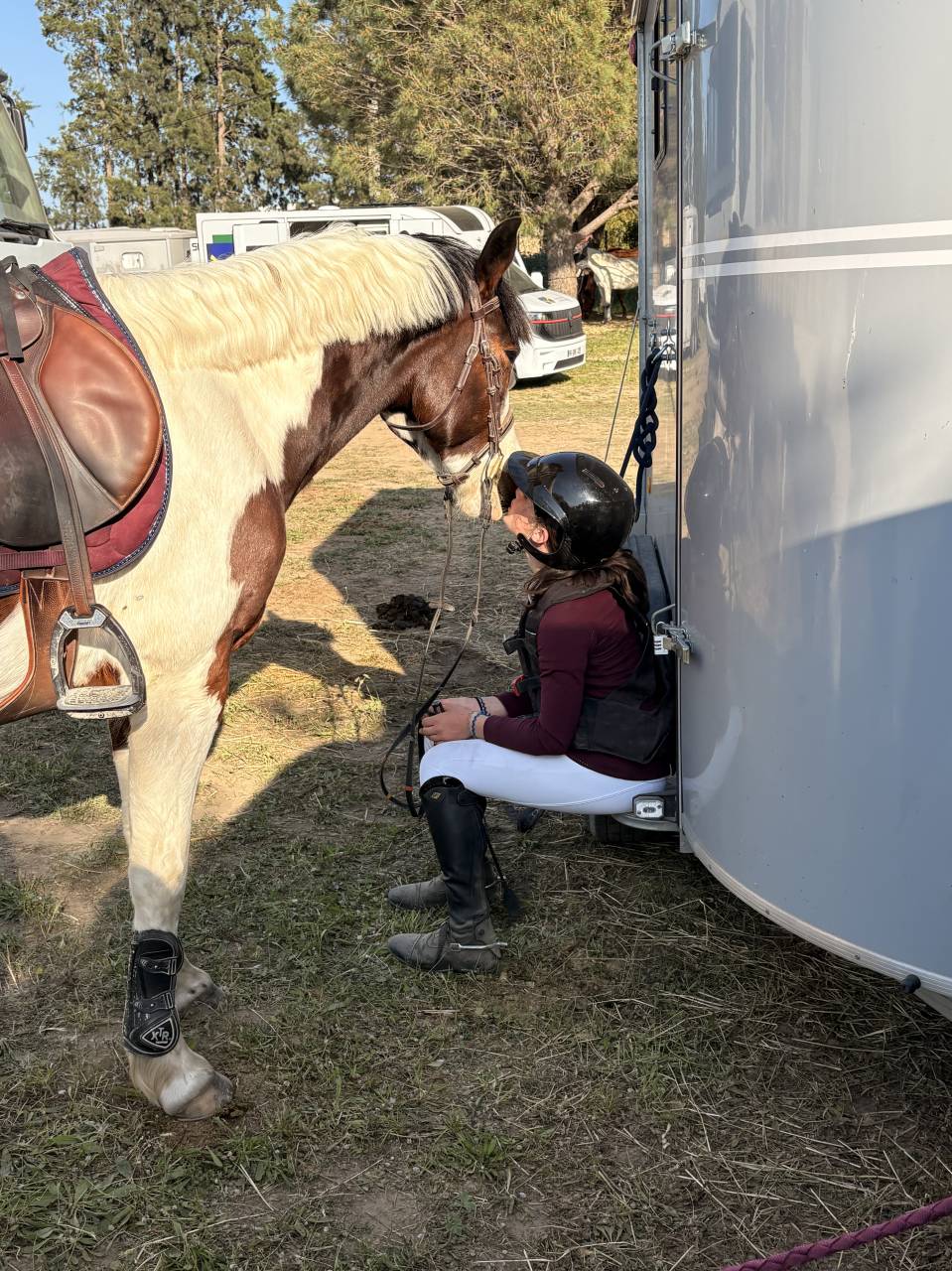Gelding French Saddle Pony For sale 2020 Coloured