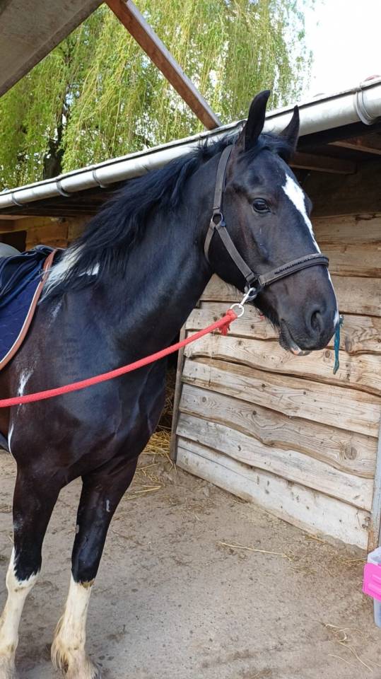 Gelding Barock Pinto For sale 2018 Coloured