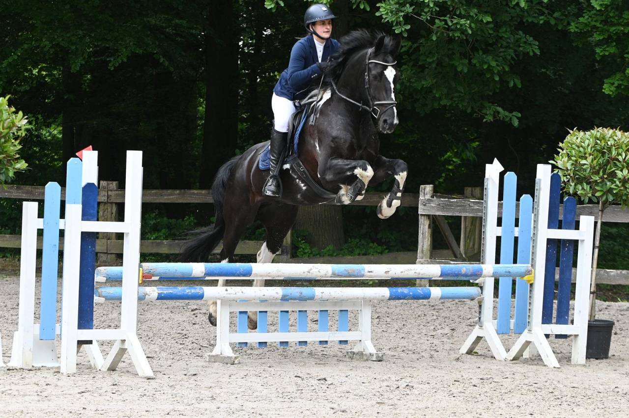 Gelding Barock Pinto For sale 2018 Coloured