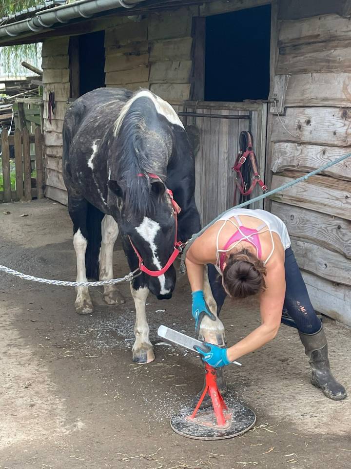 Gelding Barock Pinto For sale 2018 Coloured