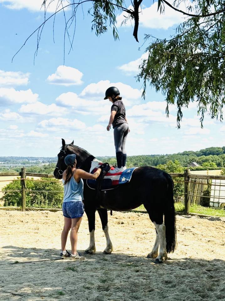 Gelding Barock Pinto For sale 2018 Coloured