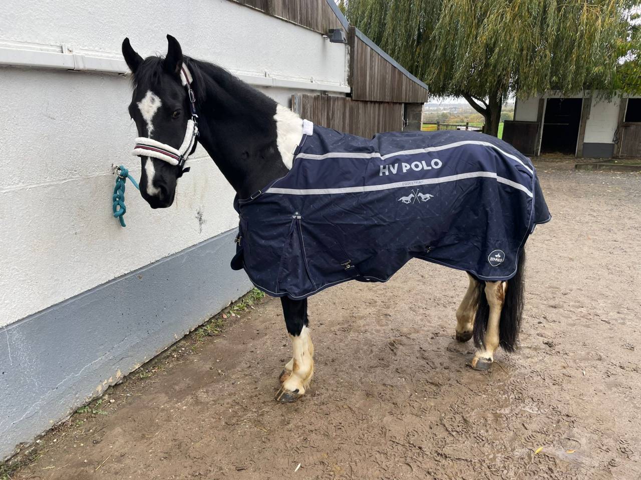 Gelding Barock Pinto For sale 2018 Coloured