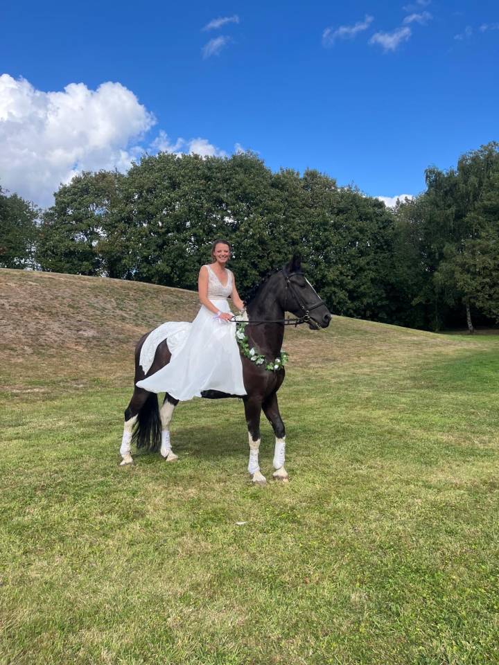 Gelding Barock Pinto For sale 2018 Coloured