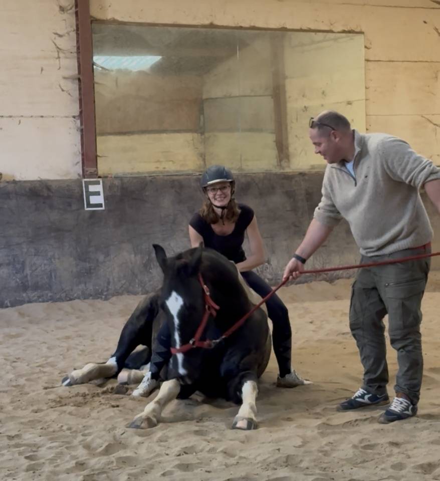 Gelding Barock Pinto For sale 2018 Coloured