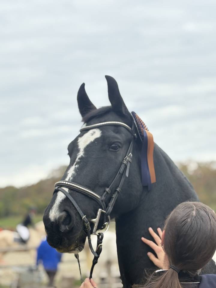 Gelding Barock Pinto For sale 2018 Coloured