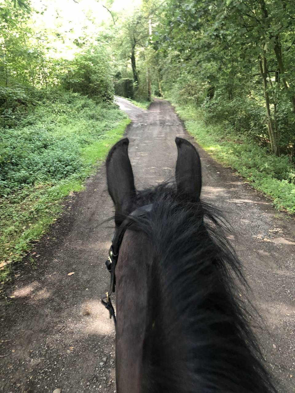 Gelding Barock Pinto For sale 2018 Coloured