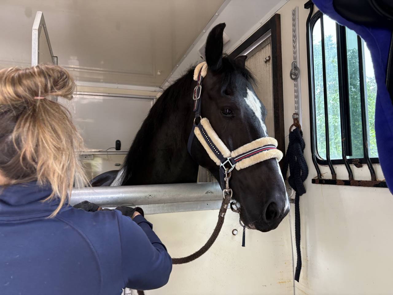 Gelding Barock Pinto For sale 2018 Coloured