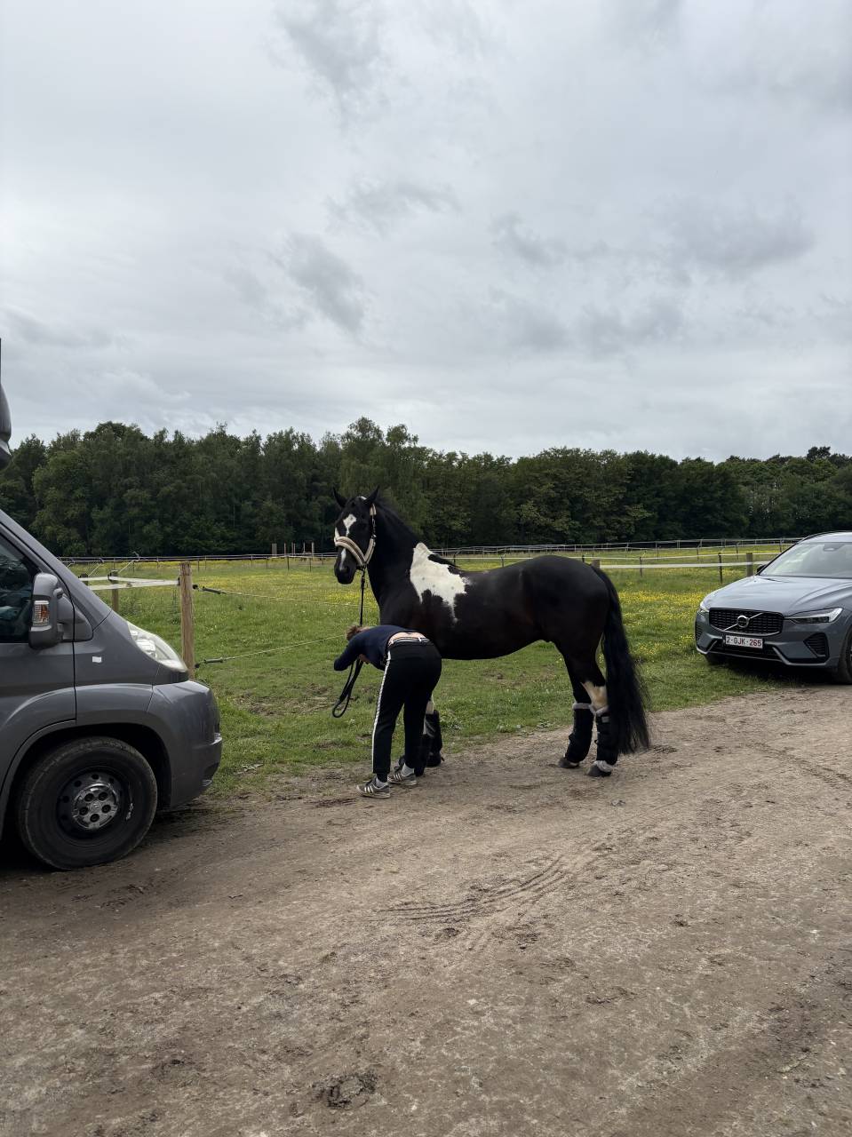 Gelding Barock Pinto For sale 2018 Coloured