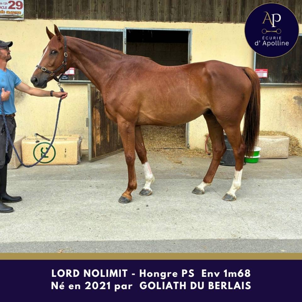 Gelding Thoroughbred For sale 2021 Chesnut