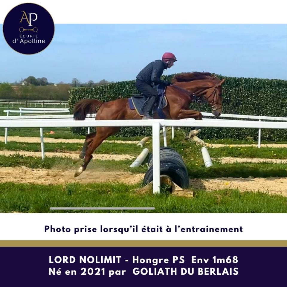Gelding Thoroughbred For sale 2021 Chesnut