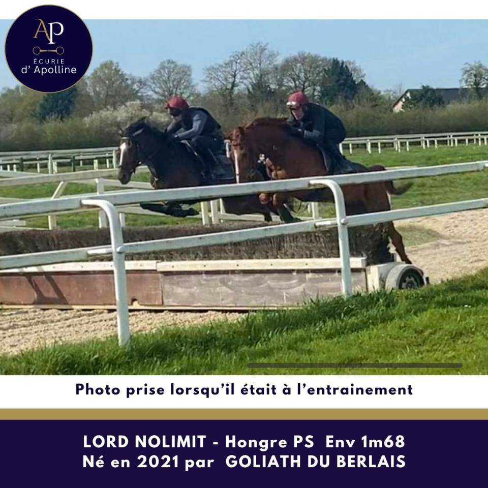 Gelding Thoroughbred For sale 2021 Chesnut
