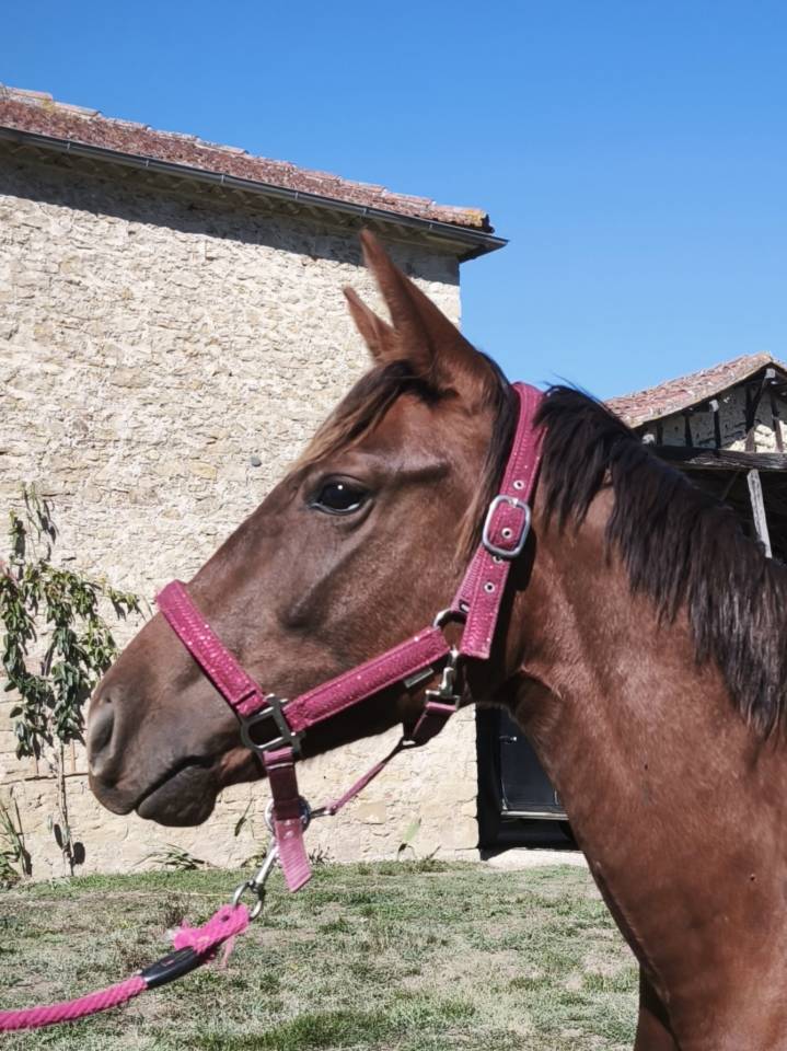 Filly French Saddle Pony For sale 2026 Liver chestnut