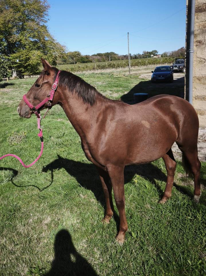 Filly French Saddle Pony For sale 2026 Liver chestnut
