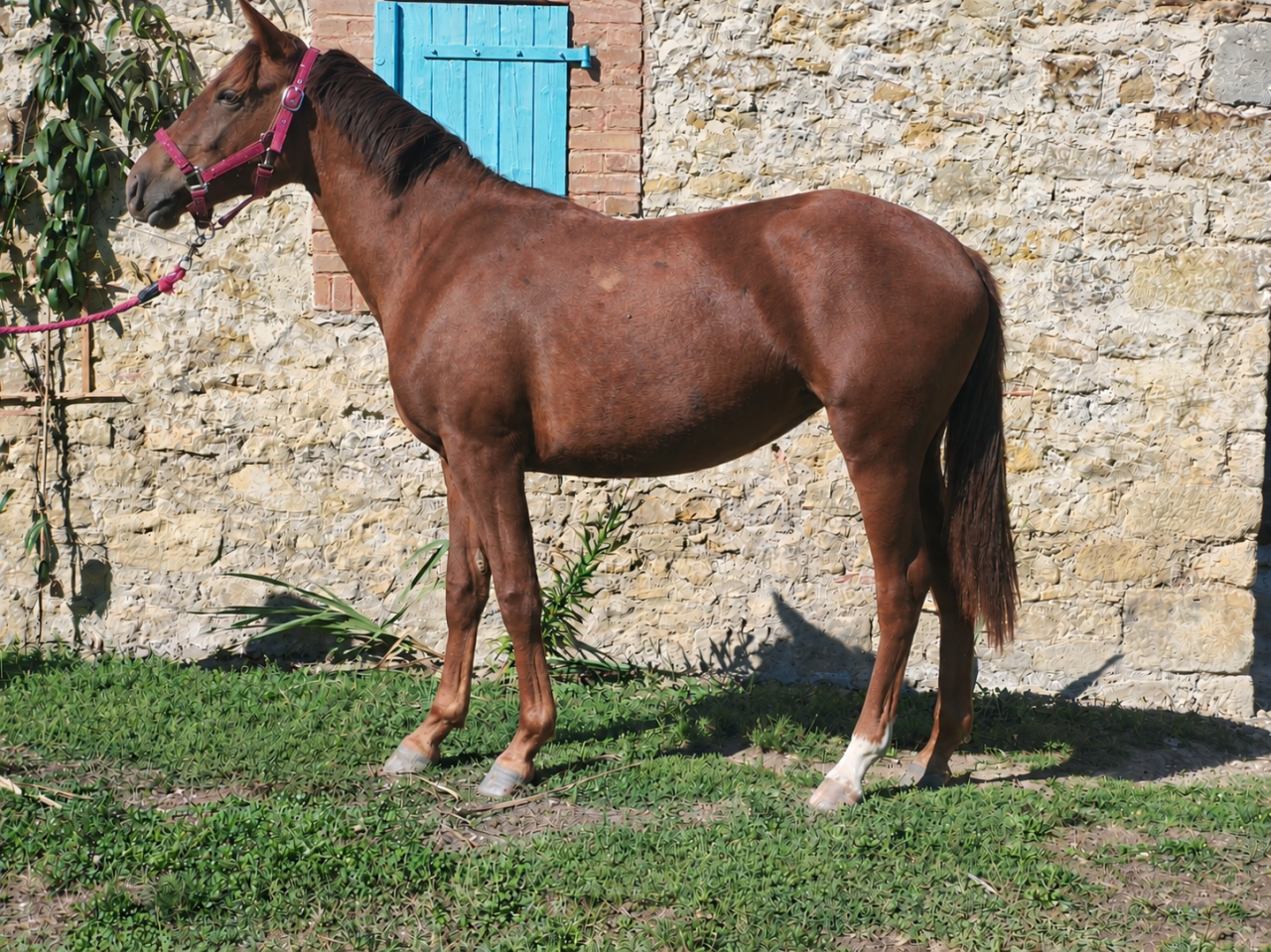 Filly French Saddle Pony For sale 2026 Liver chestnut
