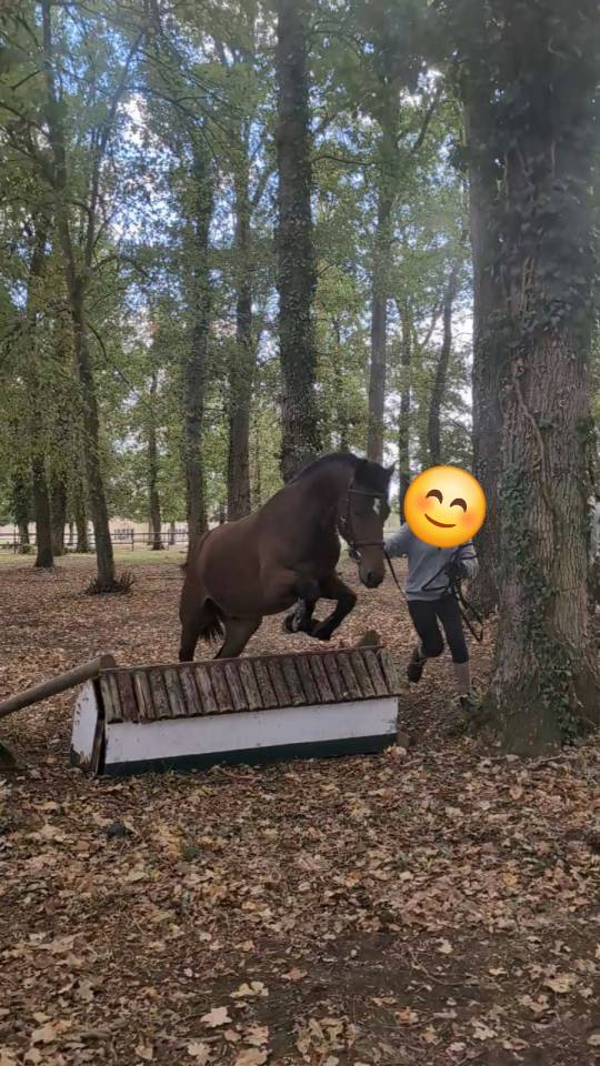 Gelding French Saddle Pony For sale 2023 Bay