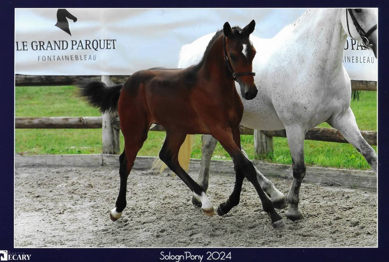 Gelding French Saddle Pony For sale 2023 Bay