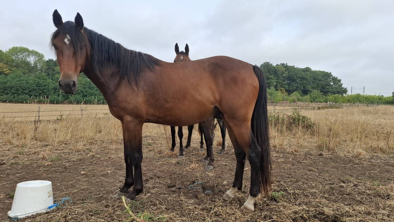 Gelding French Saddle Pony For sale 2023 Bay