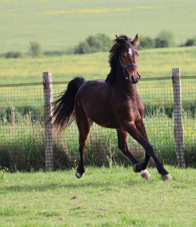 Gelding French Saddle Pony For sale 2023 Bay