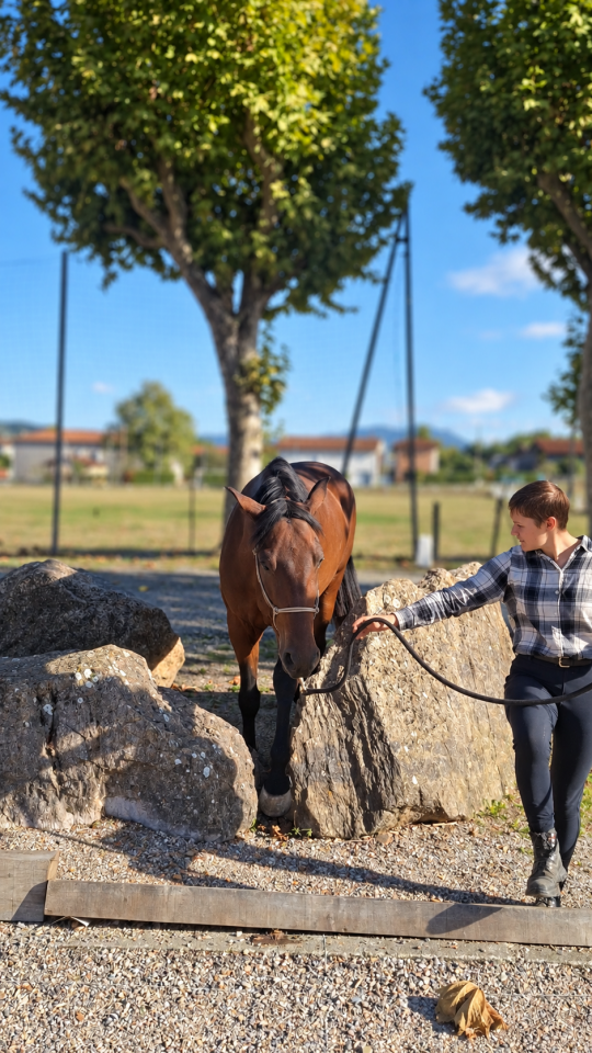 Gelding PRE Pure Spanish Bred For sale 2023 Bay