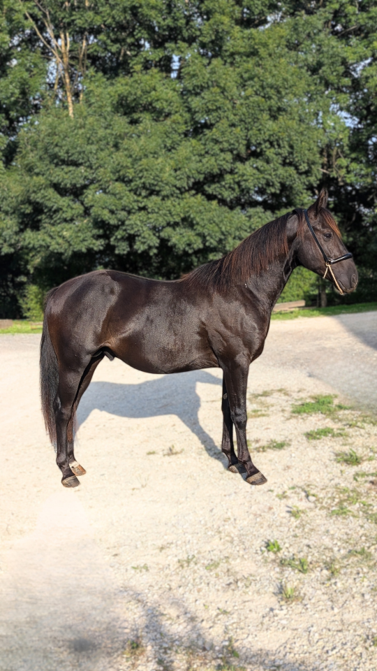 Entire Quarter For sale 2023 Black