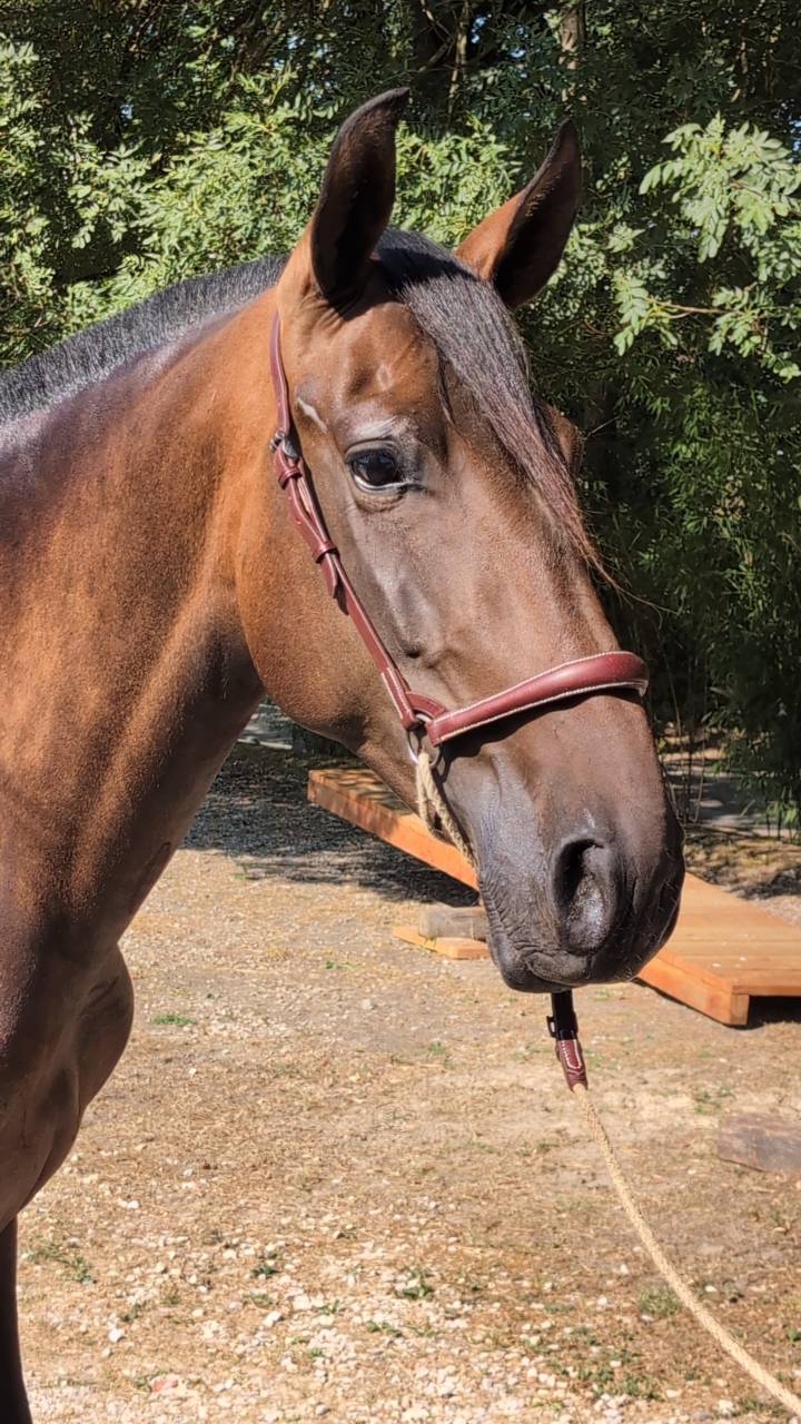 Mare PRE Pure Spanish Bred For sale 2021 Bay