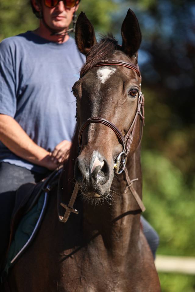 Gelding Thoroughbred For sale 2017 Dark Bay