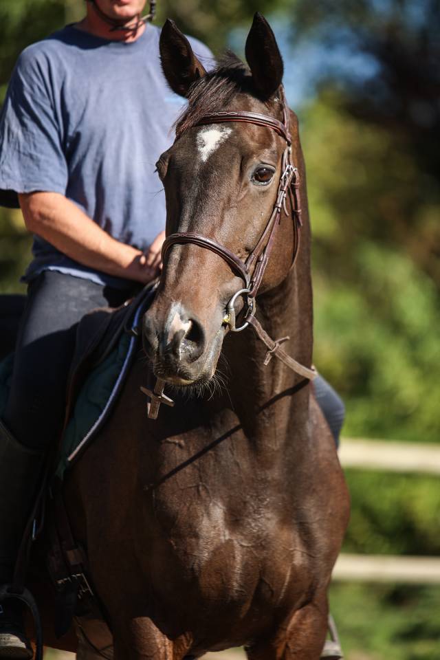 Gelding Thoroughbred For sale 2017 Dark Bay