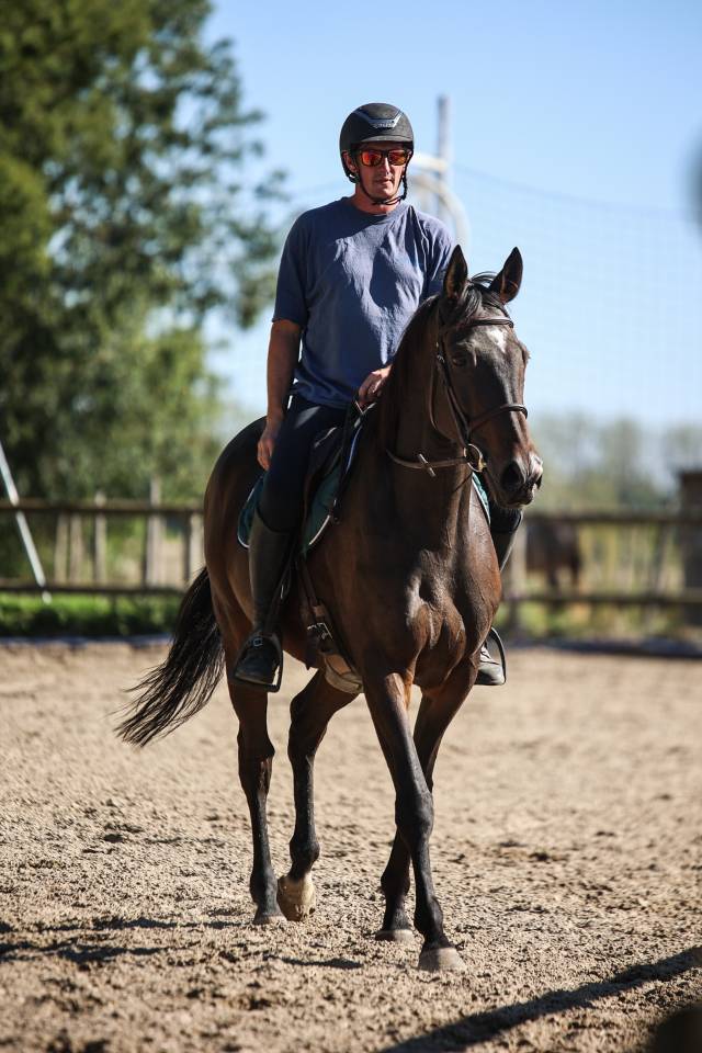 Gelding Thoroughbred For sale 2017 Dark Bay