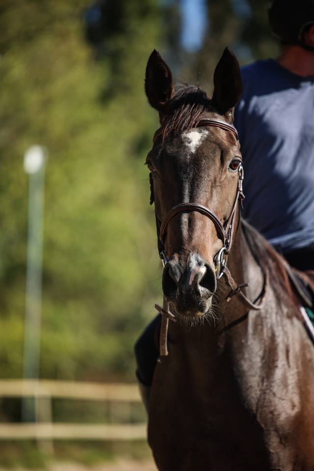 Gelding Thoroughbred For sale 2017 Dark Bay