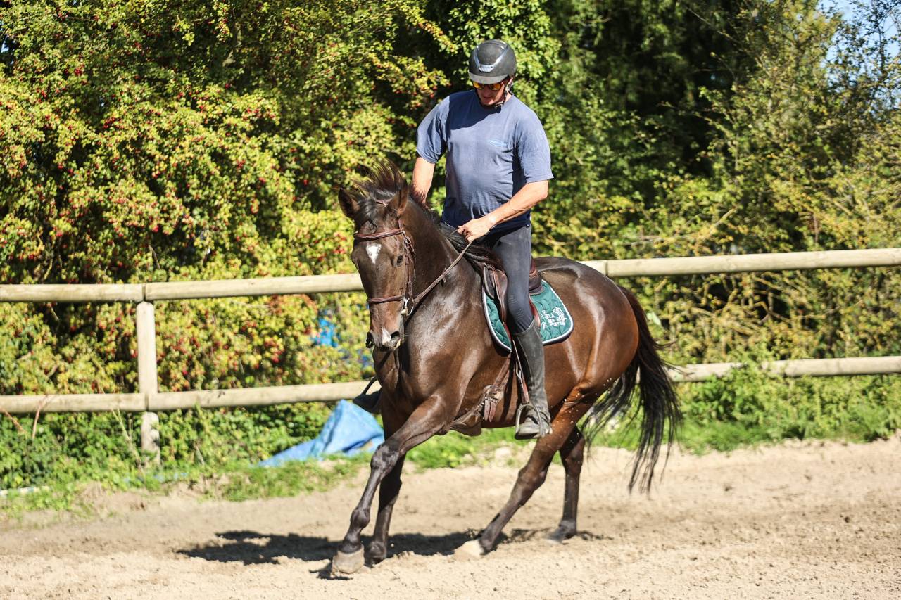 Gelding Thoroughbred For sale 2017 Dark Bay